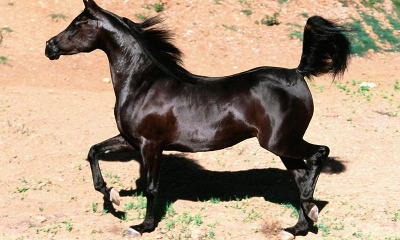 Black horse wallpapers
