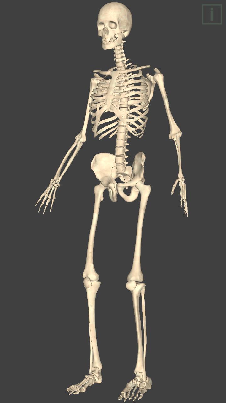 Skeleton anatomy - YouMedica